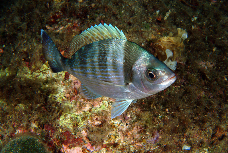 Spondyliosoma cantharus juvenile di notte